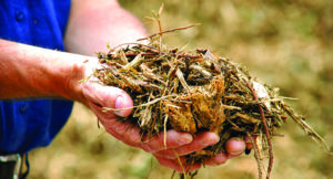 biomass-wood-chips