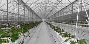 Greenhouse - International Finance Corp.