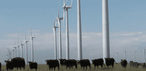 Cow with wind turbine_Colorado State Land Board