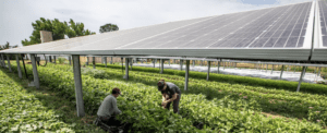 Agrivoltaic Solar Farm Lightstar Renewables